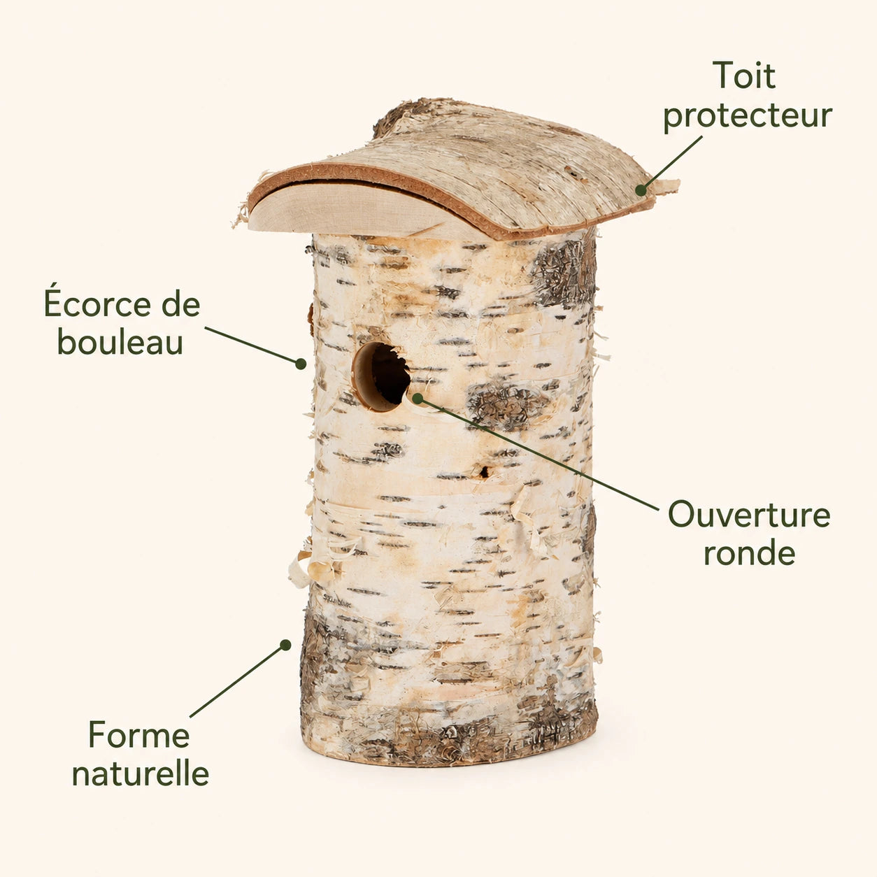 Birdhouse birch — photo 4